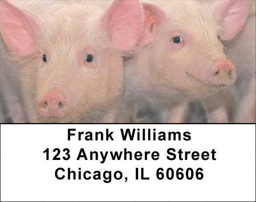 Pigs Address Labels