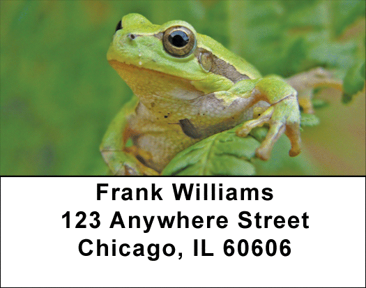 Fern Frogs Address Labels