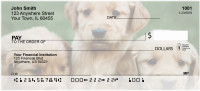 Adorable Golden Retrievers | BCE-71