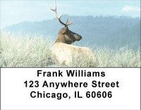 Elk in the High Country Address Labels | LBANI-72
