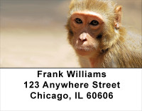 Monkey Days Address Labels | LBANJ-44