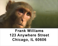 Monkey Days Address Labels | LBANJ-44