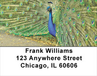 Peacock Pride Address Labels | LBANJ-51