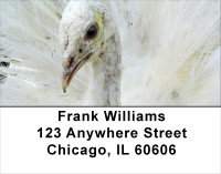 White Peacock Address Labels | LBANJ-55