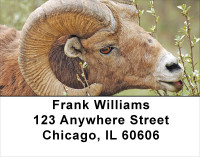 Big Horn Sheep Address Labels | LBANJ-66