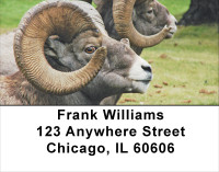 Big Horn Sheep Address Labels | LBANJ-66