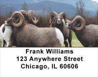 Big Horn Sheep Address Labels | LBANJ-66