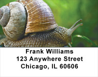 Snails On Parade Address Labels | LBANJ-71