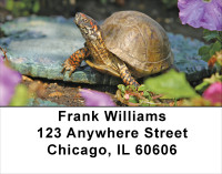 Box Turtles Address Labels