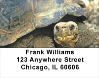 Giant Turtles Address Labels | LBANJ-84