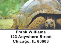 Giant Turtles Address Labels | LBANJ-84