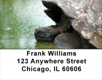 Giant Turtles Address Labels | LBANJ-84