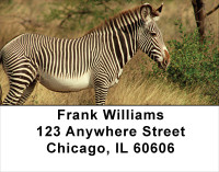 Zebra In Wild Address Labels