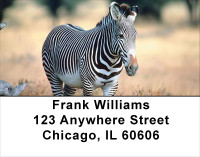 Zebra In Wild Address Labels | LBANJ-92