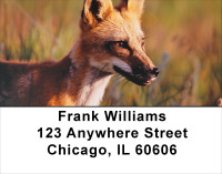 Out Foxed Address Labels | LBANK-40