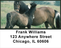 Colts Address Labels | LBANK-47