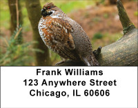 Quail In Nature Address Labels