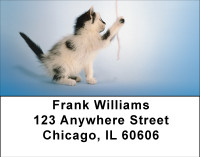Kitten Curiosity Address Labels | LBBBD-86