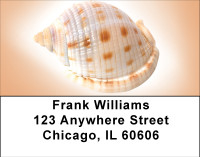 Peachy Shell Collection Address Labels | LBBBE-02