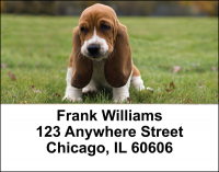 Basset Hounds Address Labels | LBDOG-07