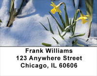 Daffodils First To Bloom Address Labels | LBFLO-13