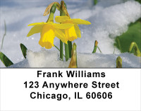 Daffodils First To Bloom Address Labels | LBFLO-13