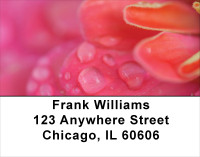 Dewey Colors Address Labels | LBFLO-38