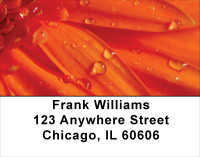 Dewey Colors Address Labels | LBFLO-38