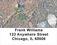 Violas Address Labels | LBFLO-62