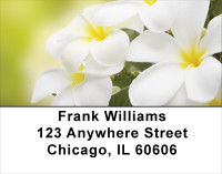 Plumeria Address Labels | LBFLO-68