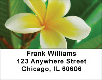 Plumeria Address Labels | LBFLO-68