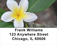 Plumeria Address Labels | LBFLO-68