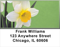 Dreamy Daffodils Address Labels | LBFLO-72