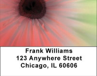 Pink Explosion Address Labels | LBNAT-23