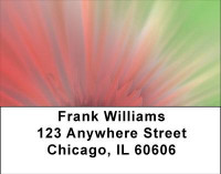 Pink Explosion Address Labels | LBNAT-23