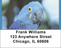 Parakeets In Paradise Address Labels | LBQBA-49