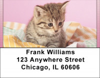 Playful Perky Kittens Address Labels | LBQBA-94