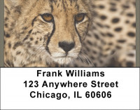 Cheetahs Address Labels | LBQBB-03