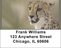 Cheetahs Address Labels | LBQBB-03