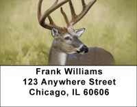 Deer Racks Address Labels | LBQBB-18