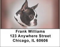 Boston Terrier Portraits Address Labels | LBQBB-29