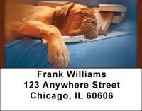 Teaching An Old Dog Address Labels | LBQBB-31