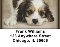 Cavachon Puppy Address Labels