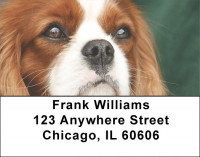 Cavalier St. Charles Address Labels | LBQBB-37