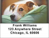 Jack Russell Terrier Address Labels