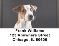 Jack Russell Terrier Address Labels | LBQBB-63