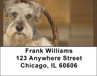 Miniature Schnauzers Address Labels | LBQBB-75