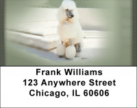 White Standard Poodle Address Labels | LBQBB-87