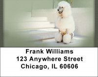 White Standard Poodle Address Labels | LBQBB-87