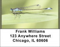 Dragonflies Close Up Address Labels